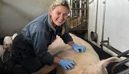 Passion for pigs leads to Nuffield honour for vet tech